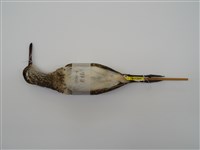 藏品(彩鷸)的圖片